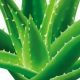 Benefits of Aloe Vera Powder