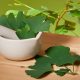 Health Benefits of Ginkgo Leaf Powder