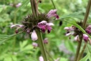 Herbal Uses – Motherwort (Leonurus cardiaca)